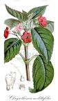 Chrysothemis melittifolia