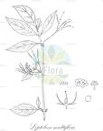 Leptoboea multiflora