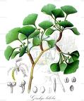 Ginkgo biloba