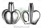 Gisekia pharnaceoides