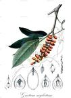 Gnetum neglectum