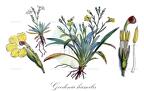 Goodenia humilis