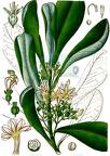Scaevola taccada