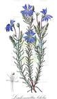 Leschenaultia biloba