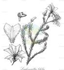 Leschenaultia biloba