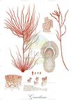 Gracilaria