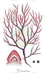 Gracilaria