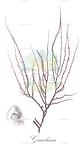 Gracilaria