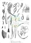 Grimmia lisae