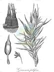 Grimmia pilifera