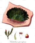 Schistidium apocarpum