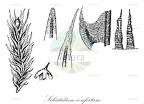 Schistidium confertum