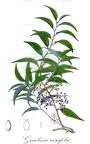 Griselinia ruscifolia