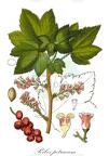 Ribes petraeum