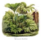 Gunnera tinctoria