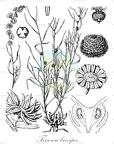Tersonia brevipes