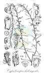 Cypselocarpus haloragoides