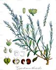 Gyrostemon thesioides