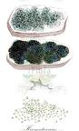 Haematococcus