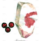 Haematococcus