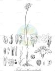 Tribonanthes australis