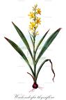 Wachendorfia thyrsiflora