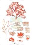 Polyopes