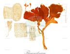 Thamnoclonium