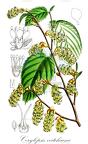 Corylopsis veitchiana