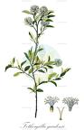 Fothergilla gardenii