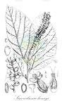 Sinowilsonia henryi