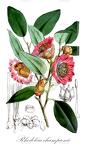 Rhodoleia championii