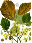 Hamamelis virginiana