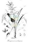 Hanguanaceae