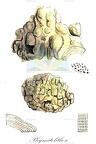 Phymatolithon