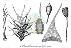 Pseudobraunia californica