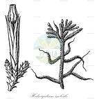 Hedwigidium imberbe