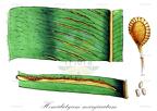 Hemidictyum marginatum