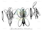 Sparattanthelium botocudorum