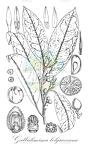 Galbulimima belgraveana