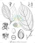 Afrostyrax kamerunensis