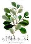 Humiria balsamifera