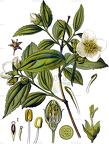 Philadelphus coronarius