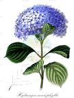 Hydrangea macrophylla