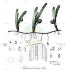 Thalassia hemprichii