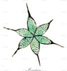 Monactinus