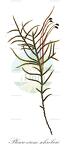 Pleurozium schreberi