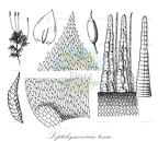 Leptohymenium tenue
