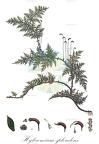 Hylocomium splendens