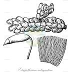 Ectropothecium intorquatum